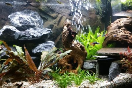 Aquarium 12 11 2016 5