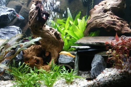 Aquarium 12 11 2016 6