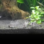 Corydoros