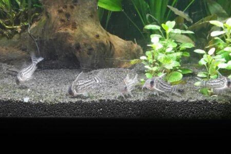 Corydoros