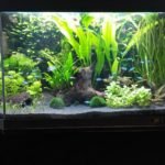 Gezelschaps aquarium