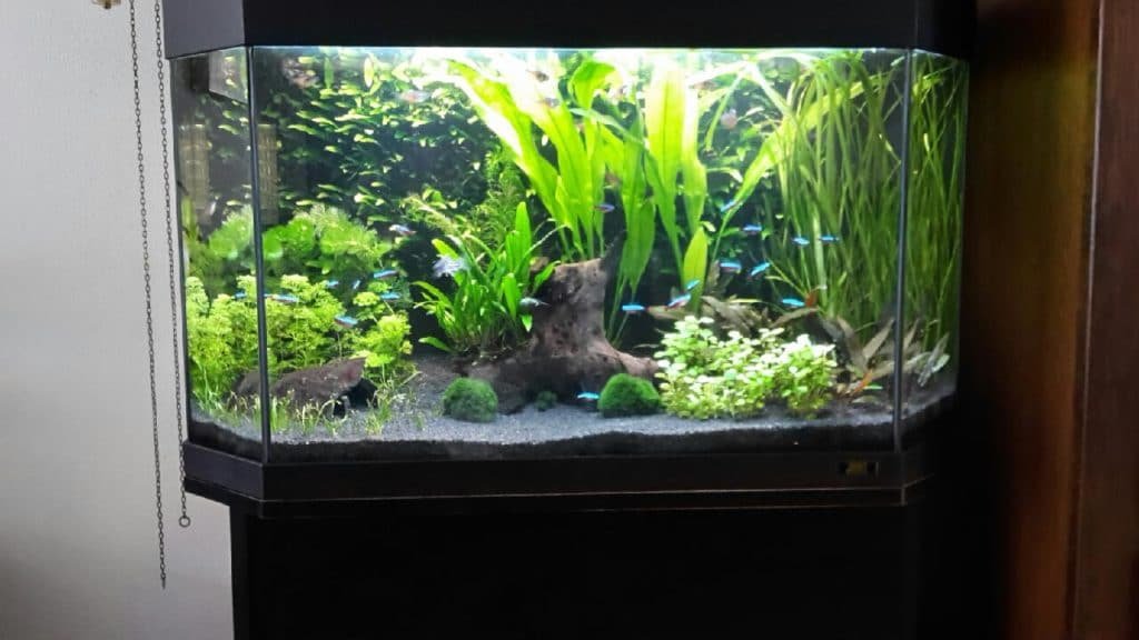 Gezelschaps aquarium