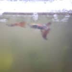 Grootstaart en zijn vriendjes