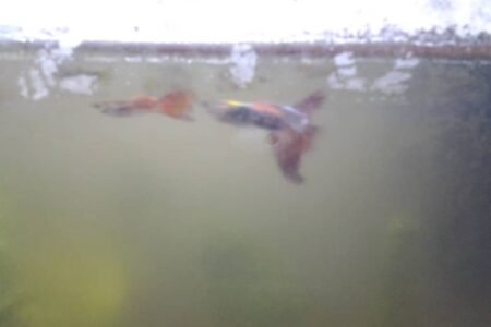 Grootstaart en zijn vriendjes