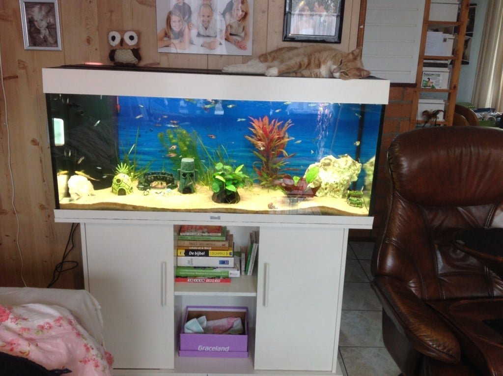 Nieuw groot aquarium 1