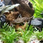 Synodontis