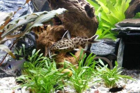 Synodontis