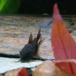corydoras venezuela black
