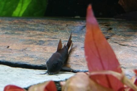 corydoras venezuela black