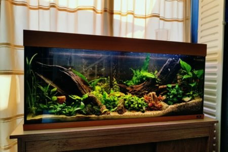 Botia aquascape