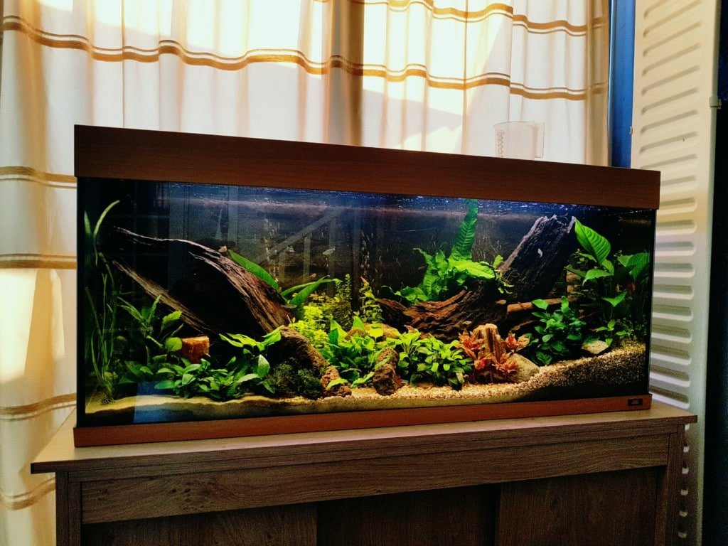Botia aquascape
