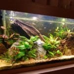 Botias zijn heerlijk aan het zwemmen