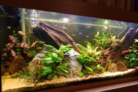 Botias zijn heerlijk aan het zwemmen