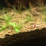 Hier zie je een crystal red garnaal en groeiend naald gras