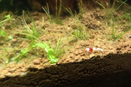 Hier zie je een crystal red garnaal en groeiend naald gras