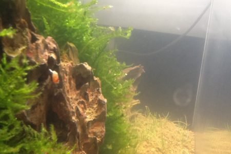 Hier zie je een dragon rock met Java mos en Taiwan red bee