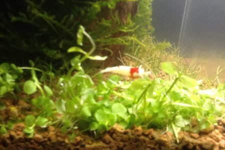 Hiero nog een crystal