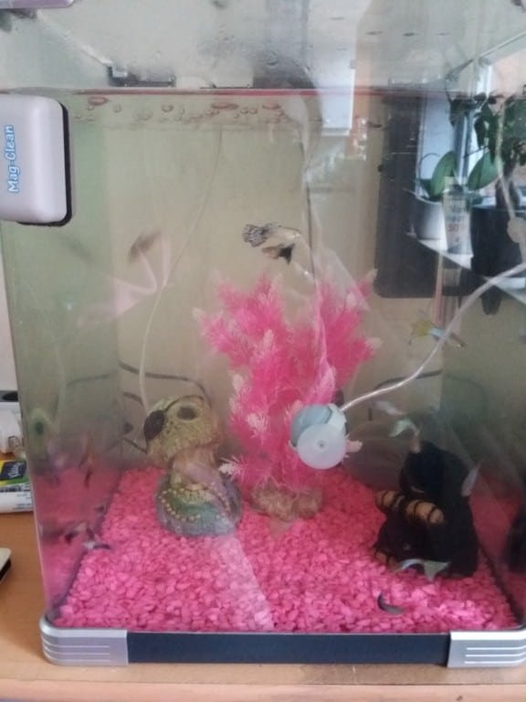 Mijn mooi visaquarim