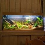 Omgeving voor de botia