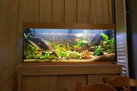 Omgeving voor de botia