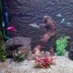 aquariumbeginners aan de slag