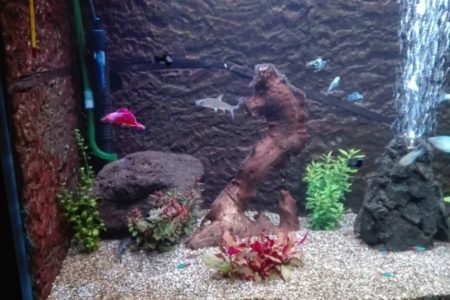 aquariumbeginners aan de slag