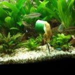 goudborstel meervallen eten courgette