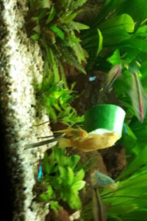 goudborstel meervallen eten courgette