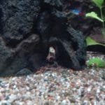 in grotje garnaaltjes