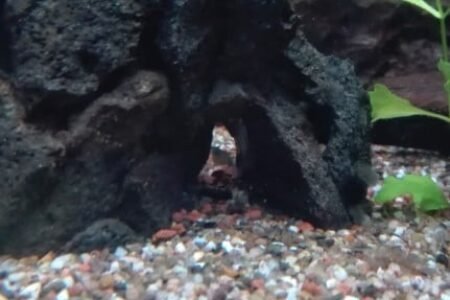 in grotje garnaaltjes