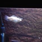 marmer en black molly