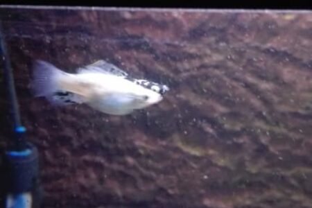 marmer en black molly