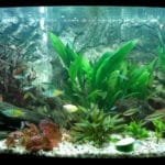 mijn gezelschaps aquarium