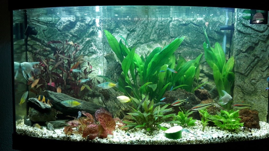 mijn gezelschaps aquarium