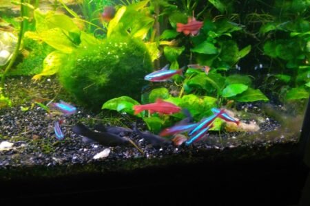 vissen rondom beplating