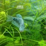 1 van de twee blauwe spat goeramis