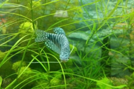 1 van de twee blauwe spat goeramis