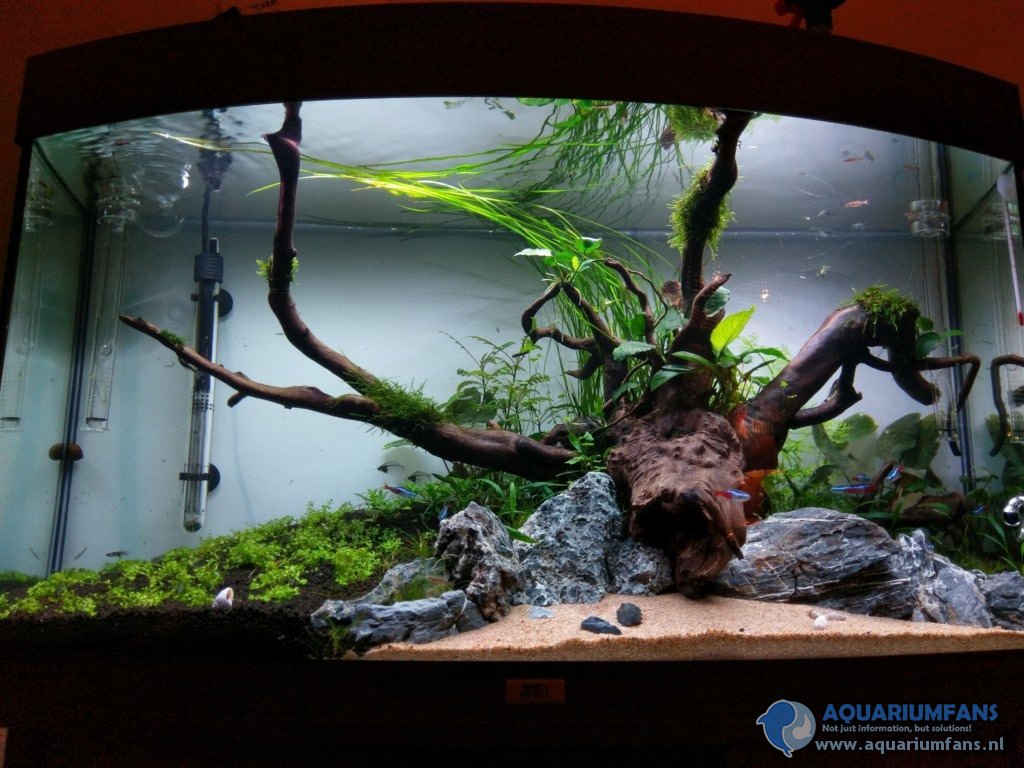 draadalg aquarium