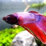 Betta splendens