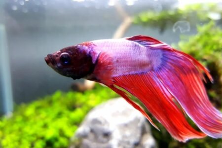 Betta splendens