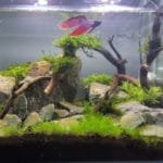 Dennerle scapers tank