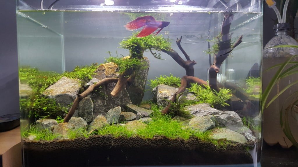 Dennerle scapers tank