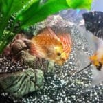 Discus koppeltje