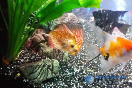 Discus koppeltje