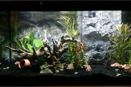 Modern open Aquarium