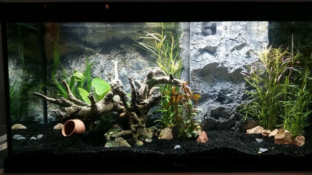 Modern open Aquarium