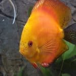 Discus 1