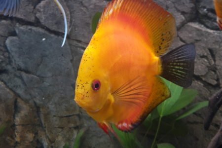 Discus 1