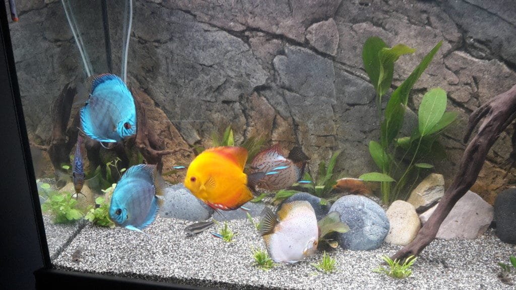Discus 2