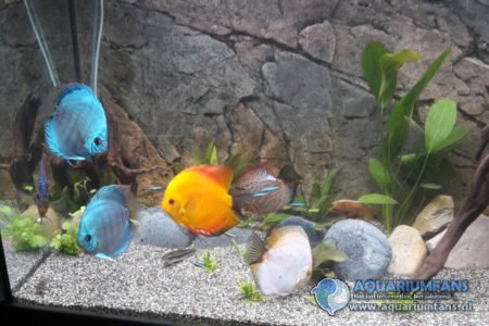 Discus 2